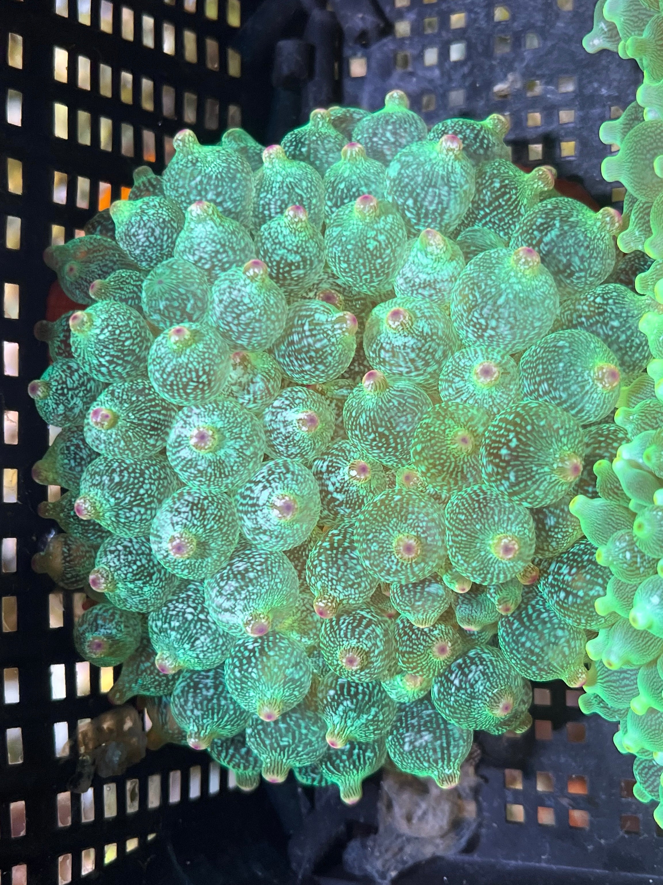 WYSIWYG Anemone #12