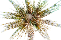 Banded Long Spine Urchin