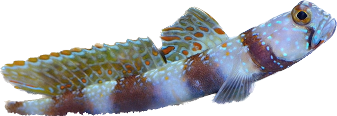 Wide Barred Shrimp Goby