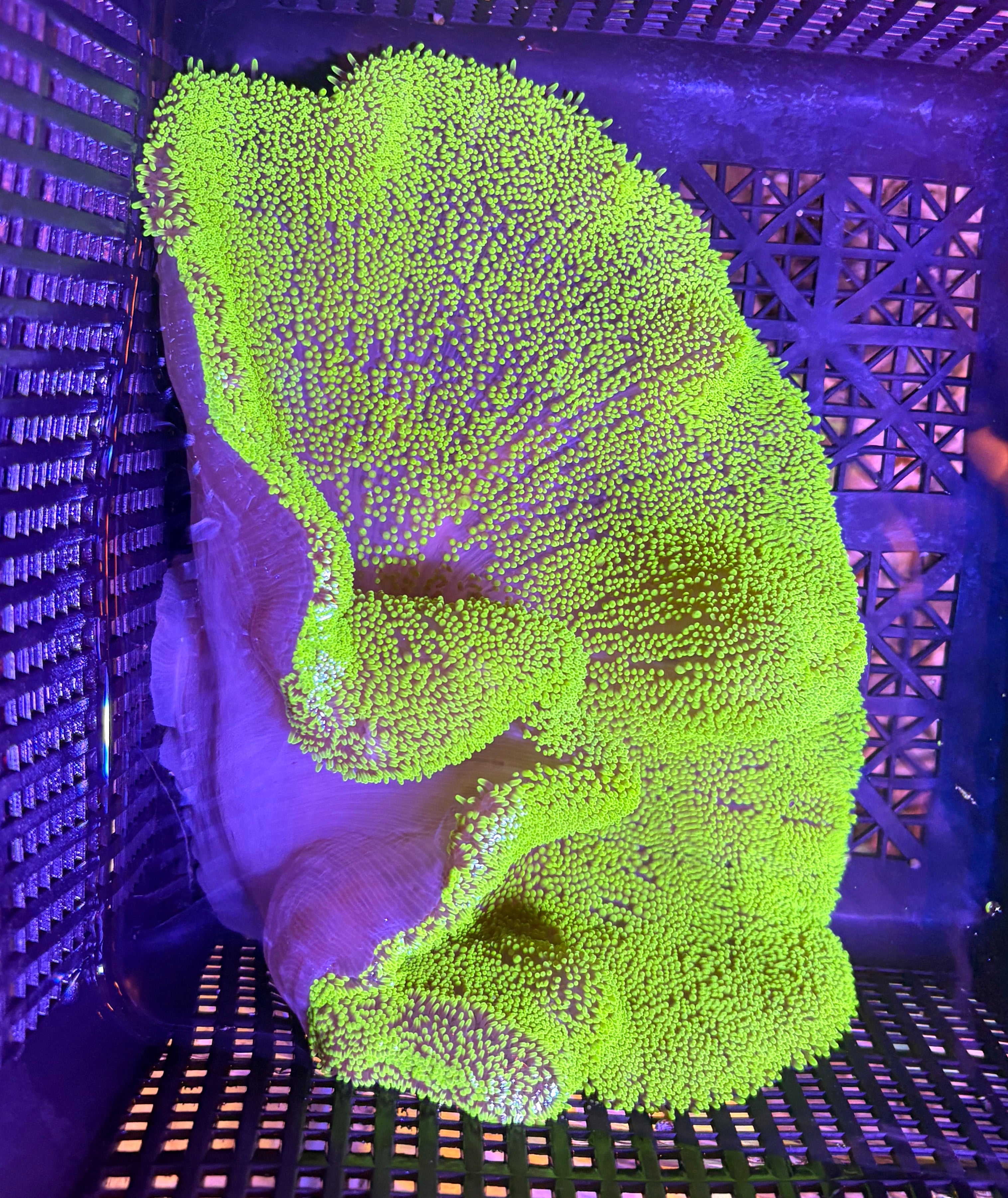 WYSIWYG Anemone #1