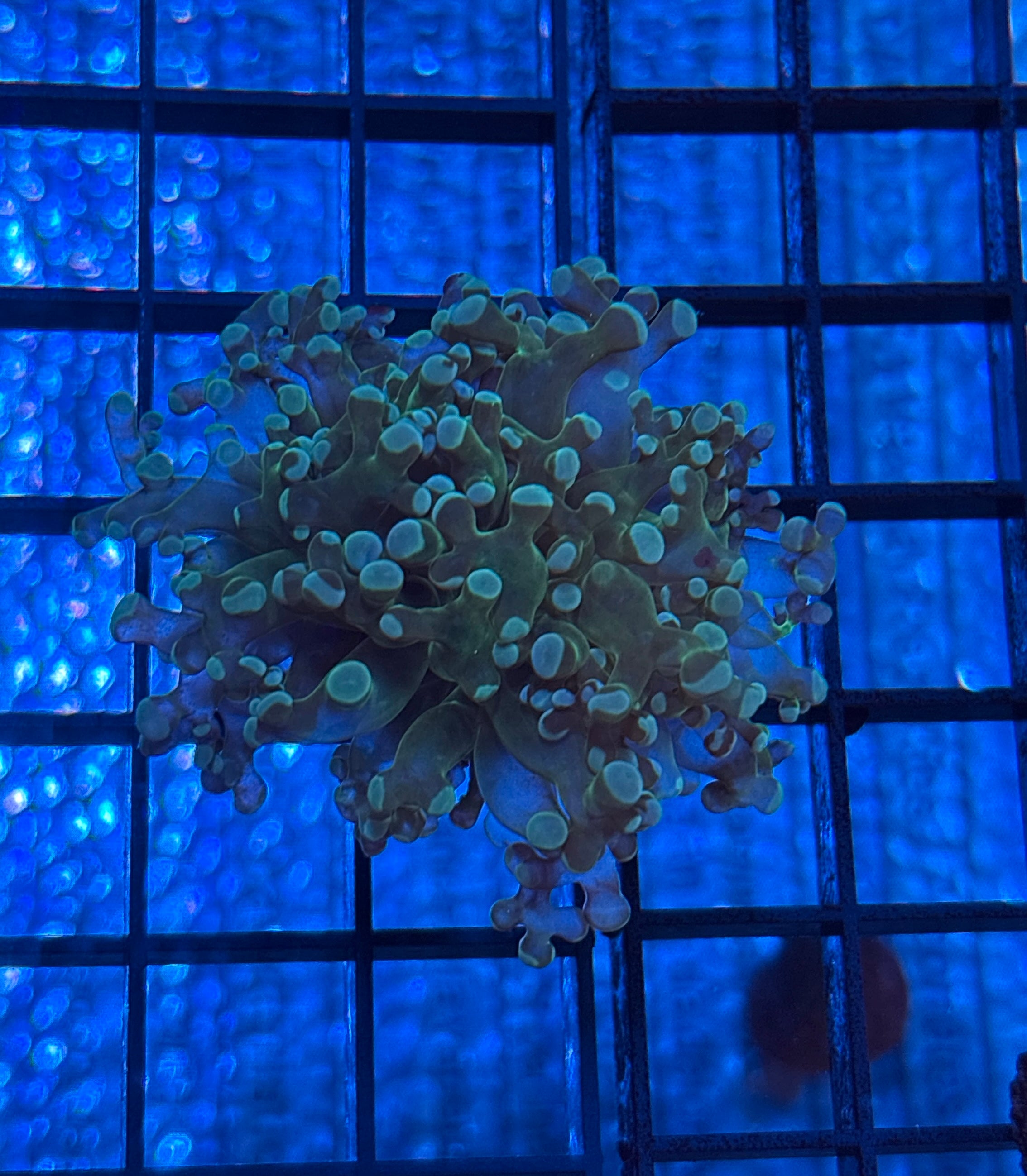 Octospawn - Green