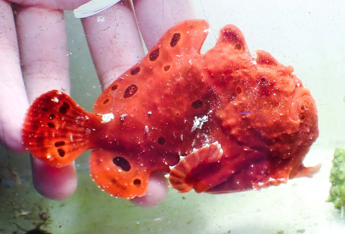 WYSIWYG Frogfish #3