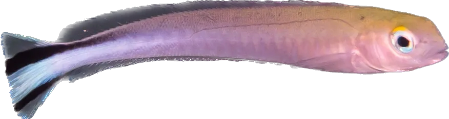 Flagtail Tile Fish - Rare L