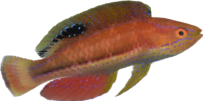 Katoi Fairy Wrasse - MALE