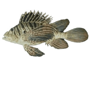 Russel's Lionfish M