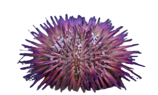 Pin Cushion Urchin - Purple