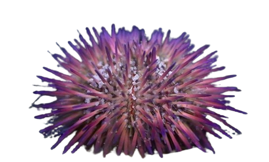 Pin Cushion Urchin - Purple XL