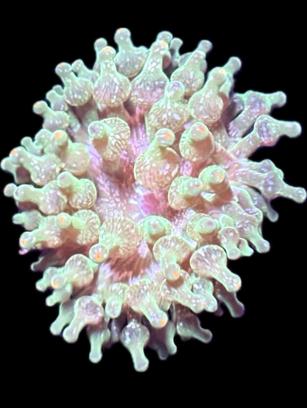 WYSIWYG Anemone #26