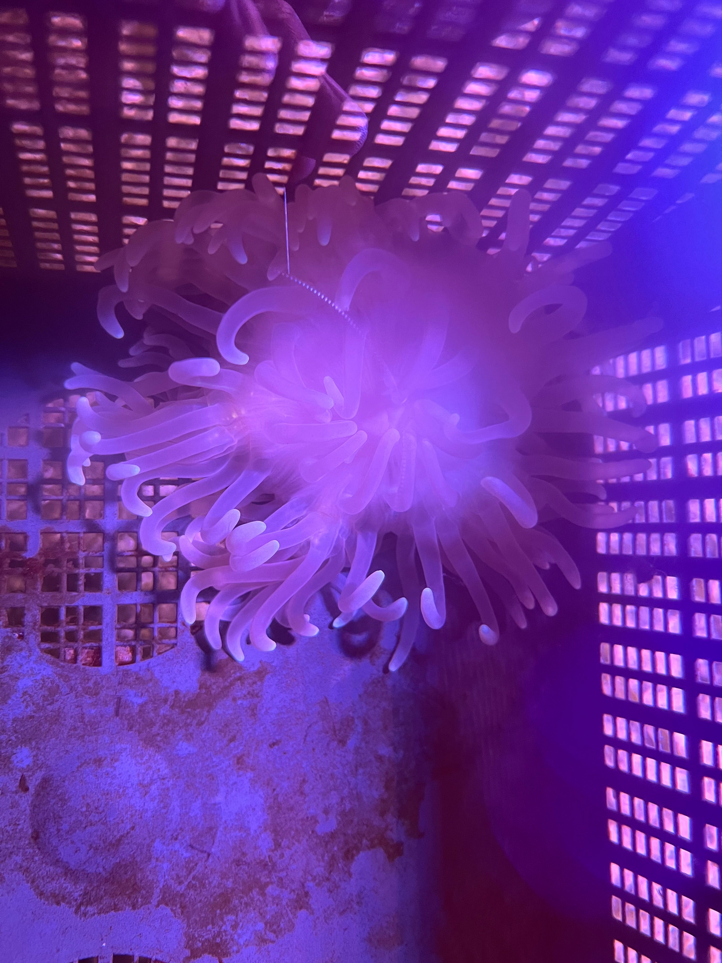WYSIWYG Anemone #17
