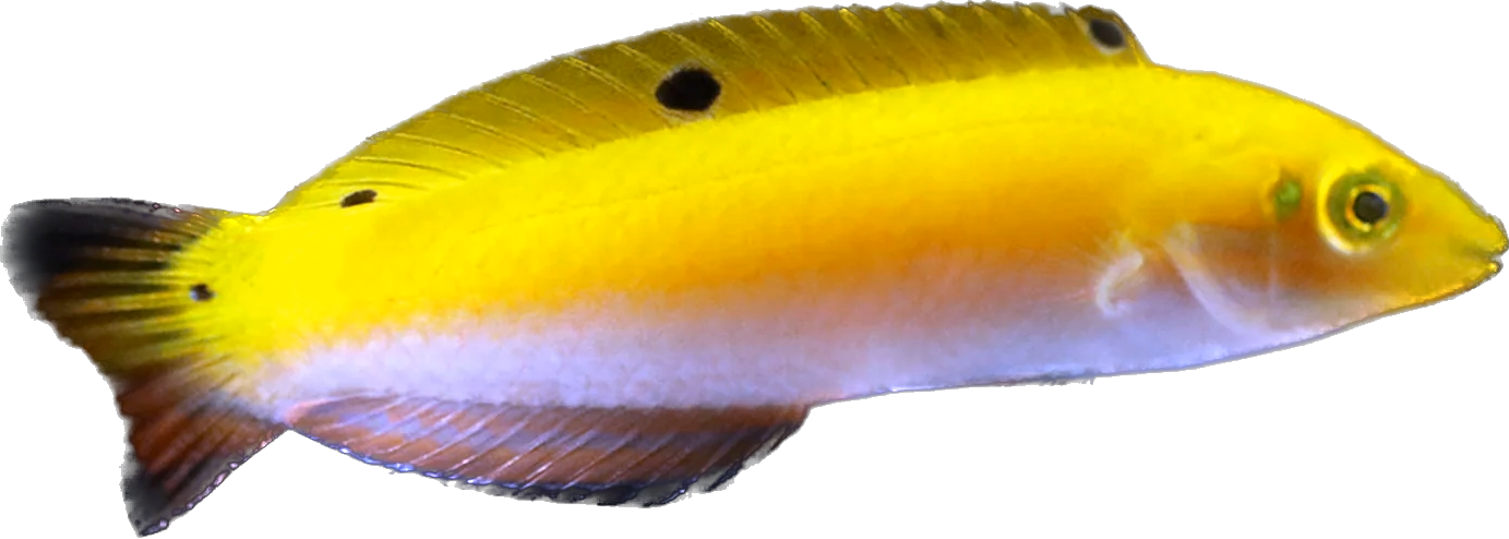 Yellow Wrasse