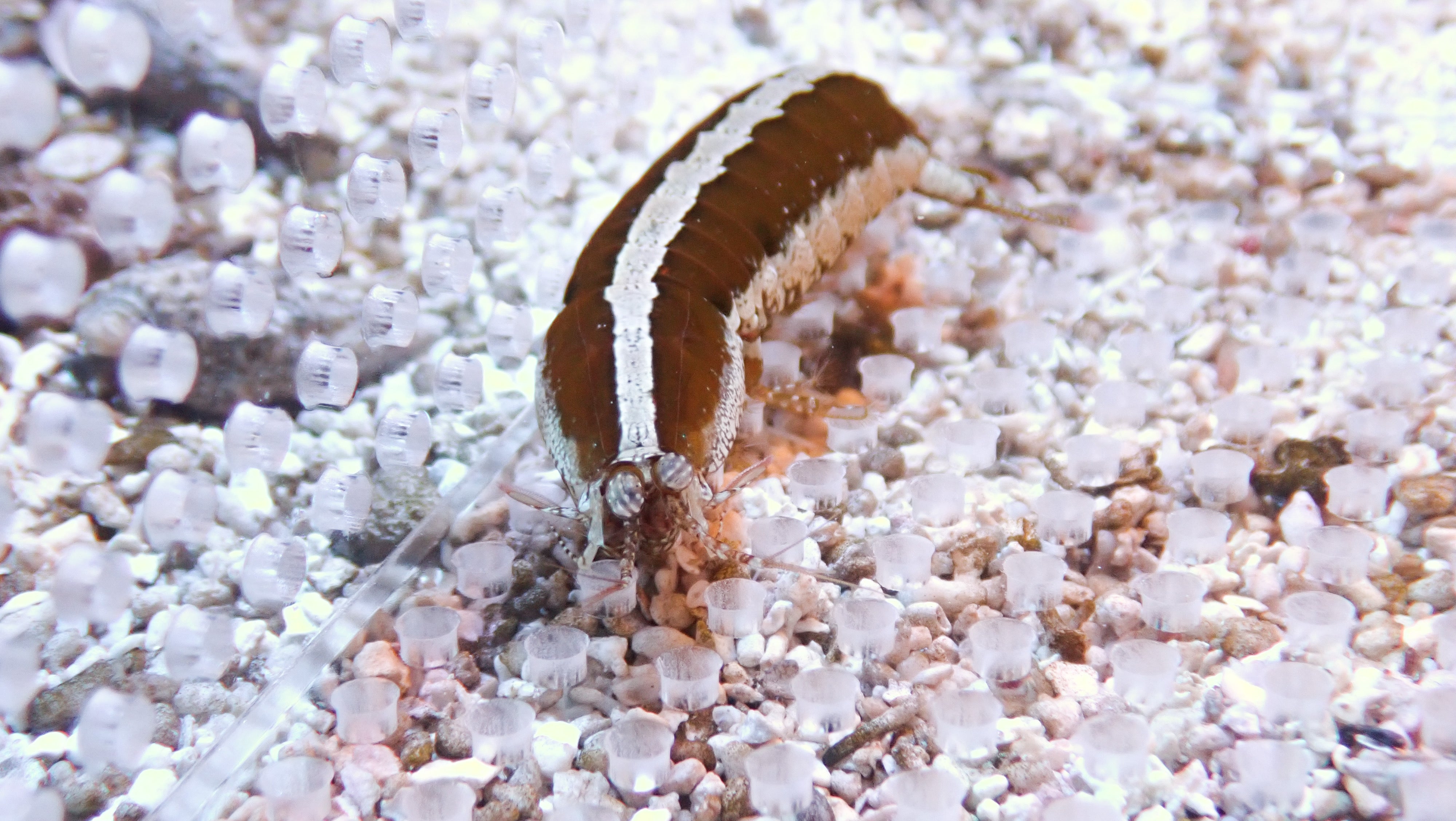 Spearer Coral Mantis Shrimp - Striped