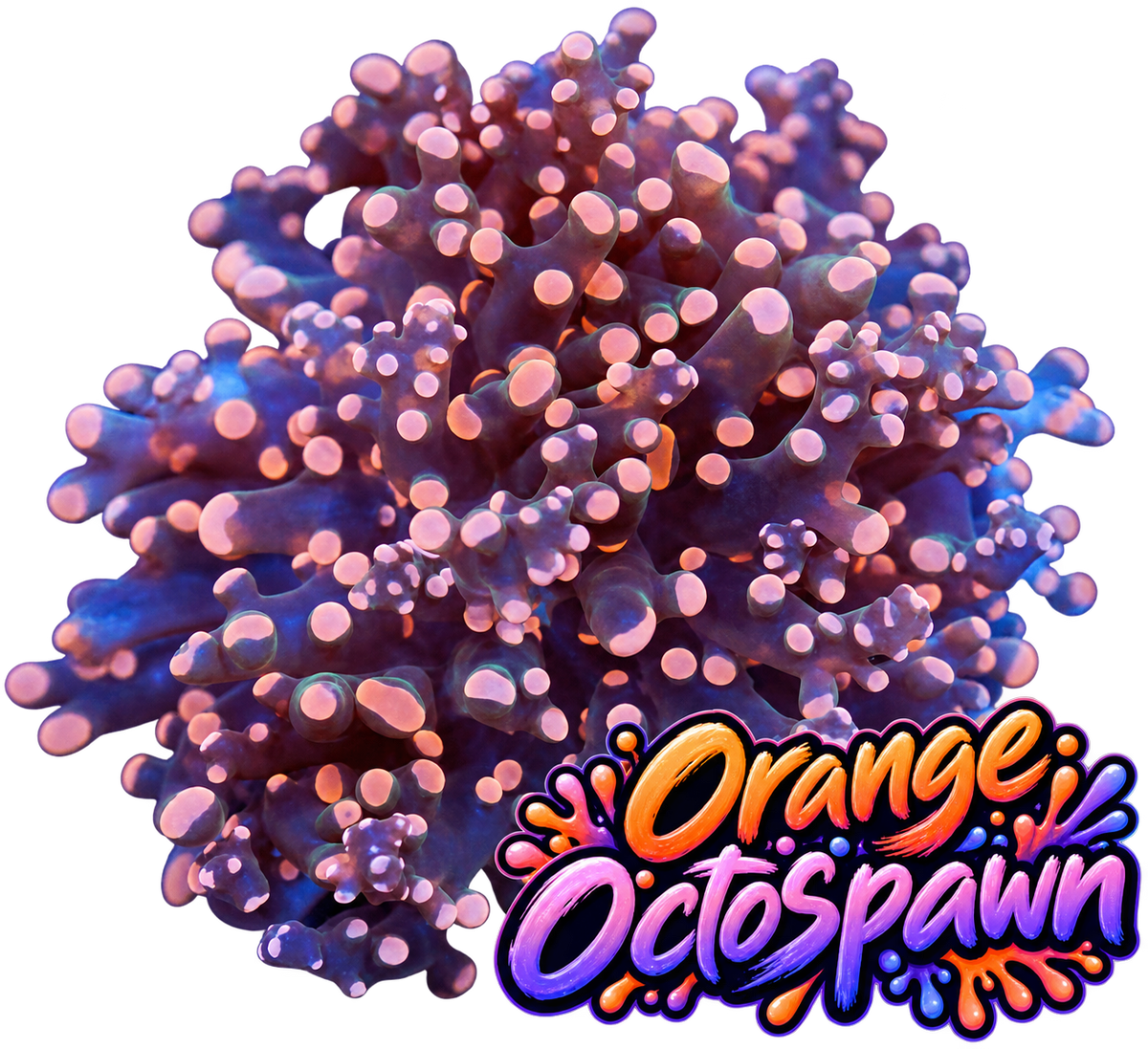 Octospawn - Orange