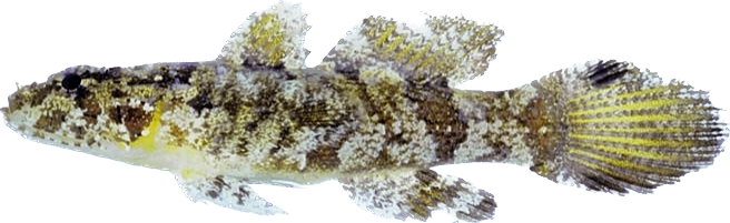 Rare Nano Goby