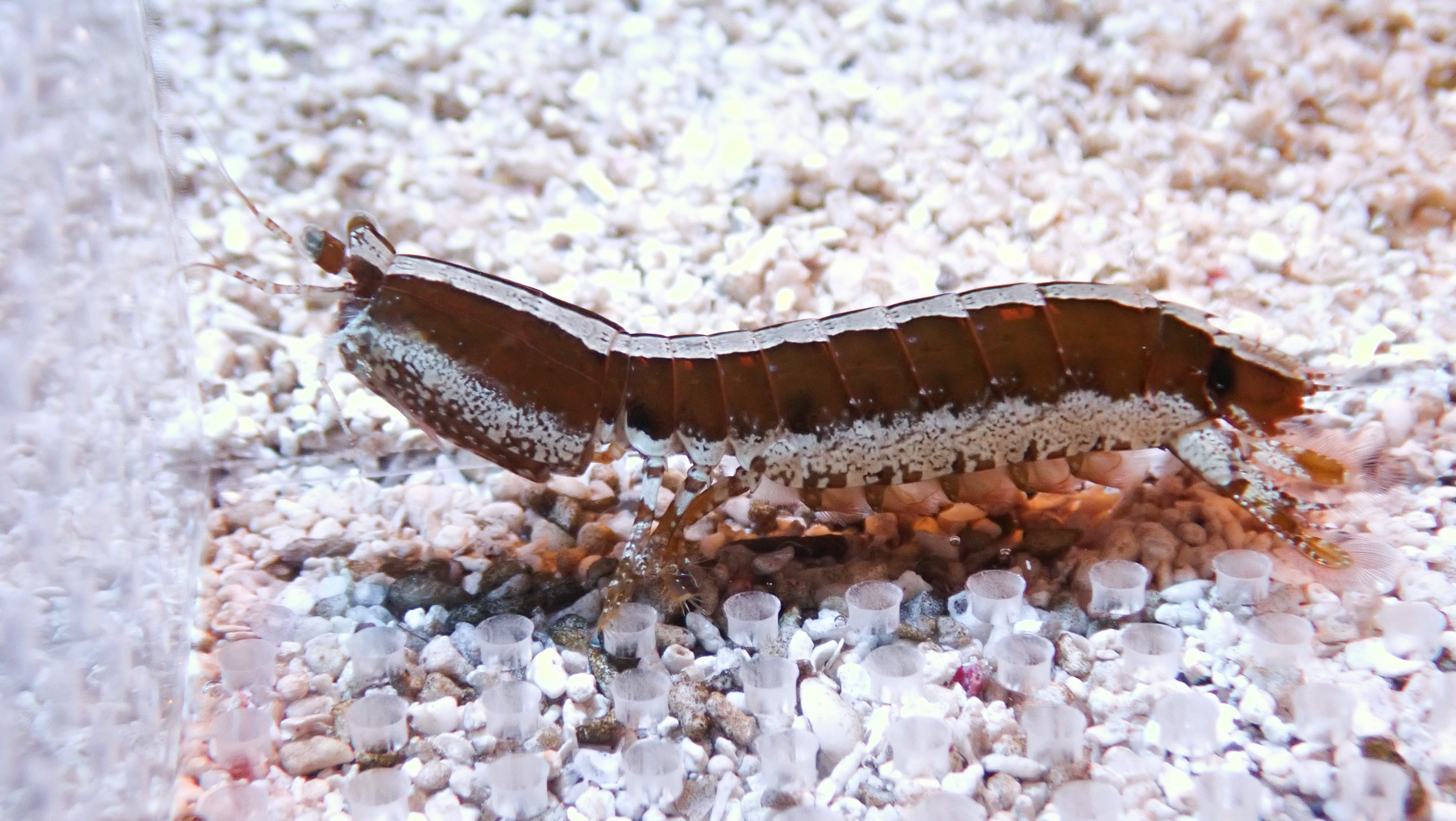 Spearer Coral Mantis Shrimp - Striped