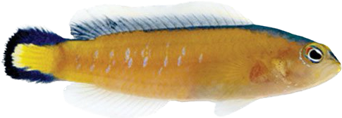 Black Margin Dottyback