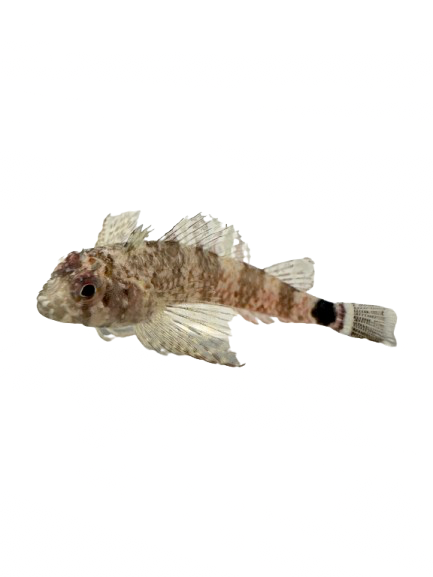 Roughhead Triplefin Blenny