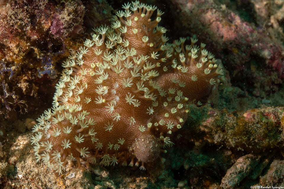 White Polyp Lobophytum