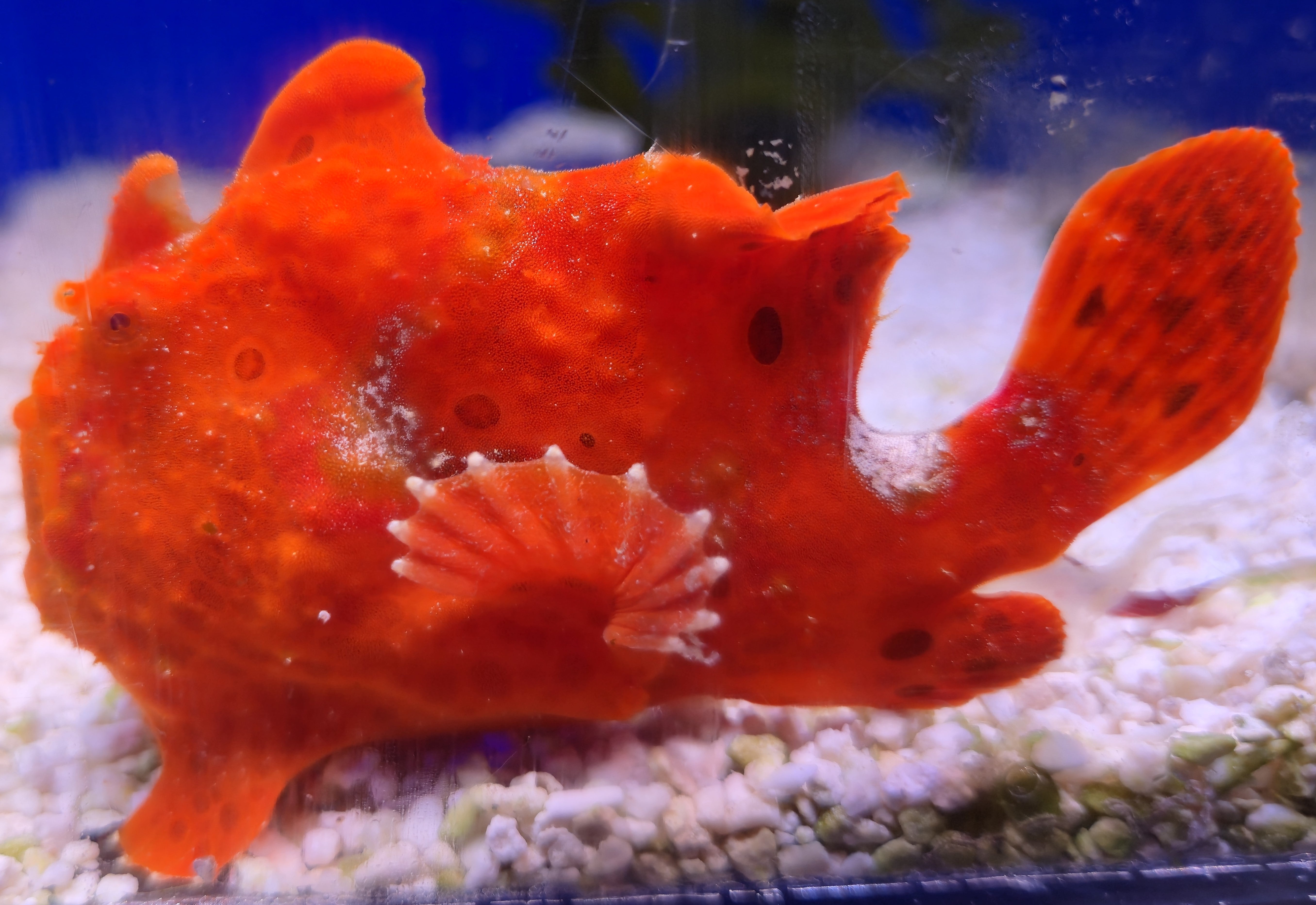 WYSIWYG Frogfish #5