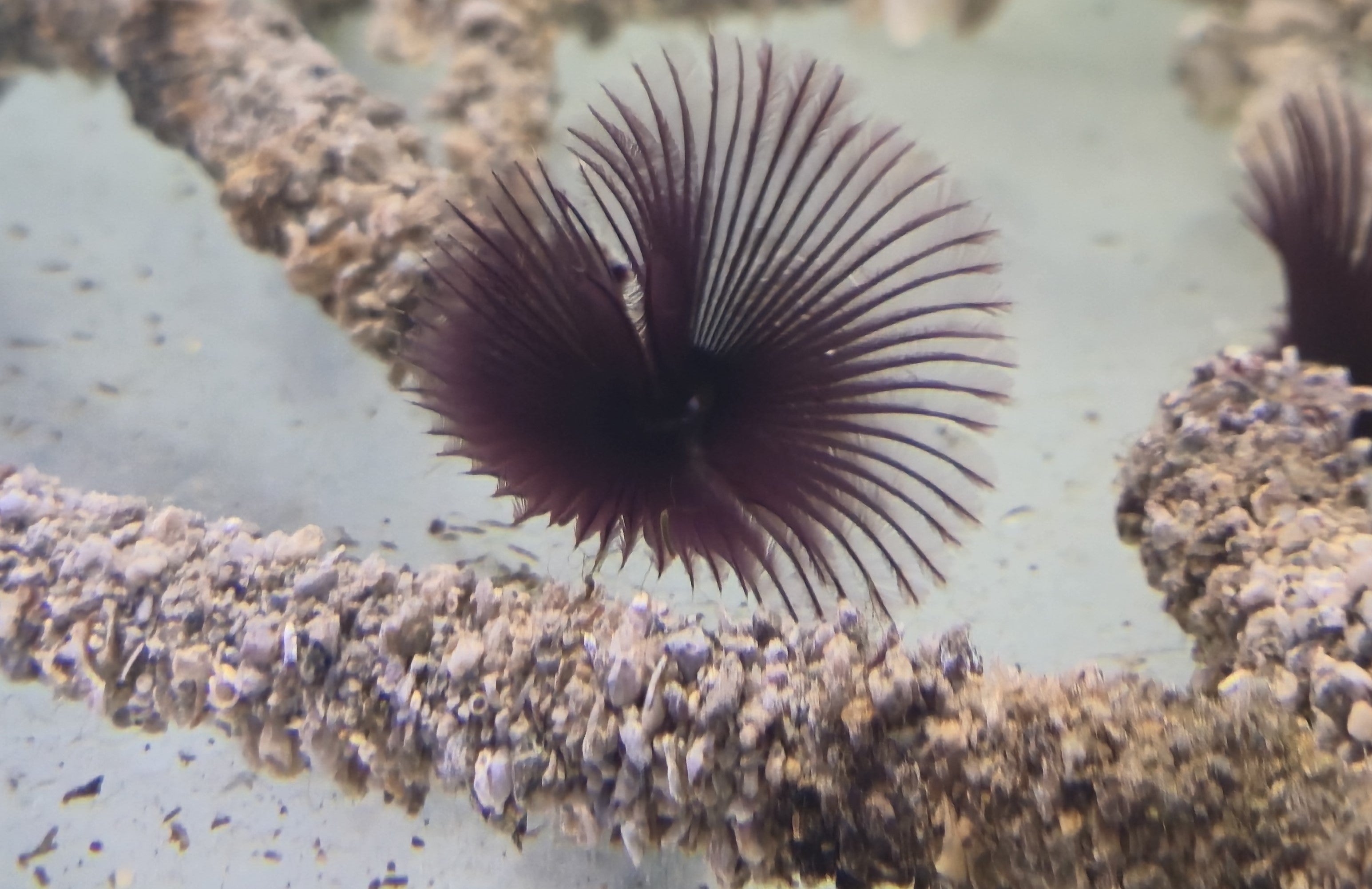 Purple Coco Worm with Semi Hard Tube
