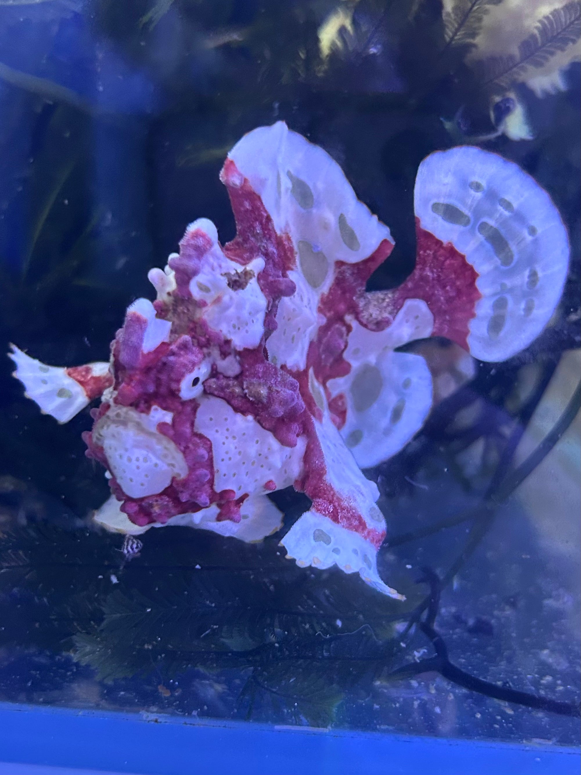 WYSIWYG Frogfish #5