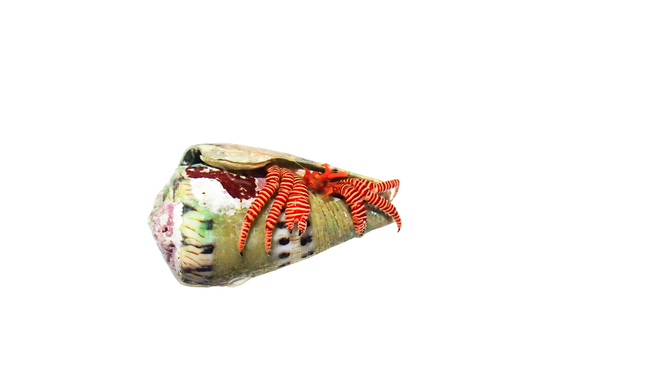 Halloween Hermit Crabs L