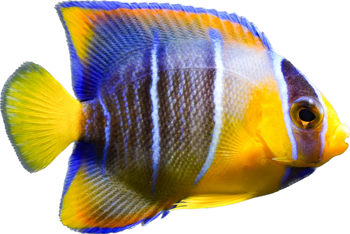 Blue Angel