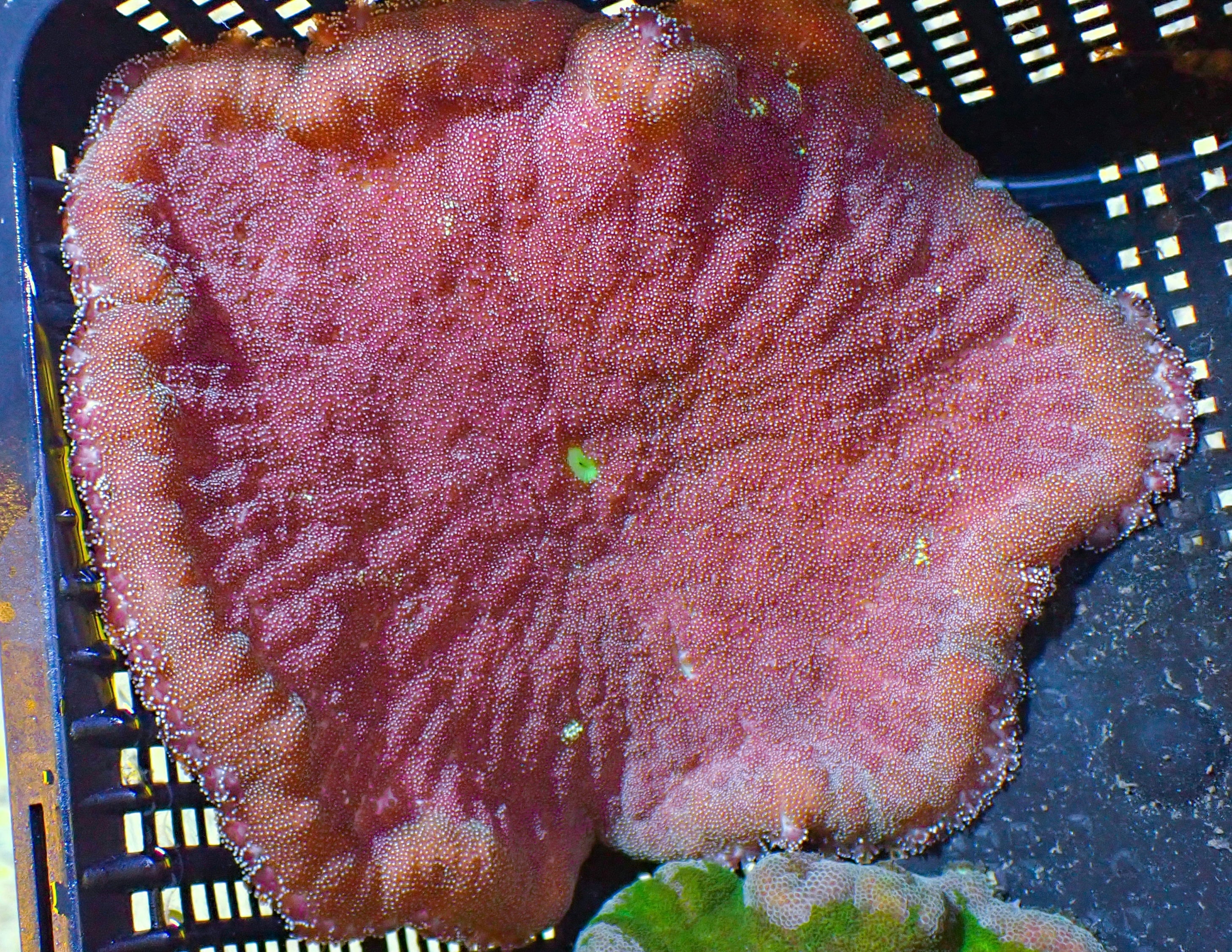 WYSIWYG Anemone #2