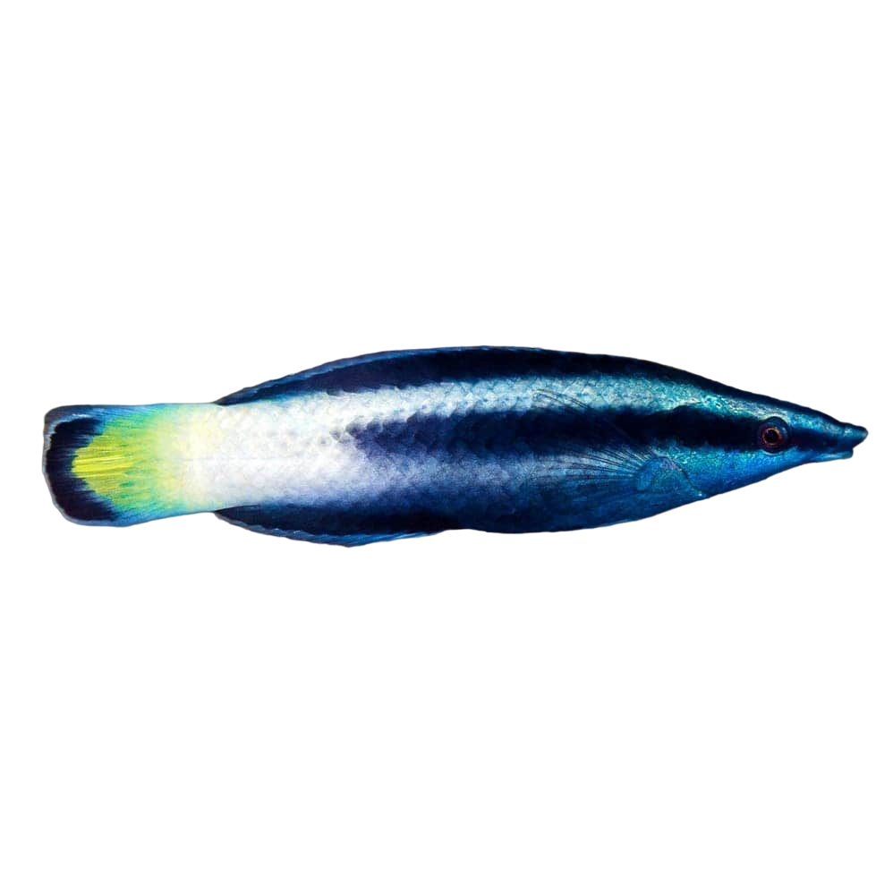 Bicolor Cleaner Wrasse