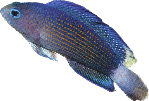 Allen's Dottyback L