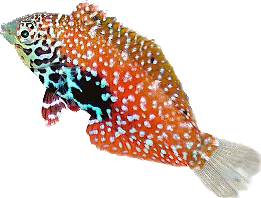 Blue Star Leopard Wrasse Female