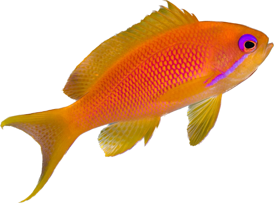Lyretail Anthia Female
