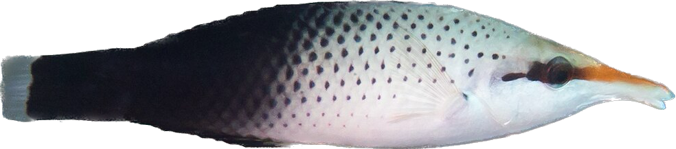 Brown Bird Wrasse Female