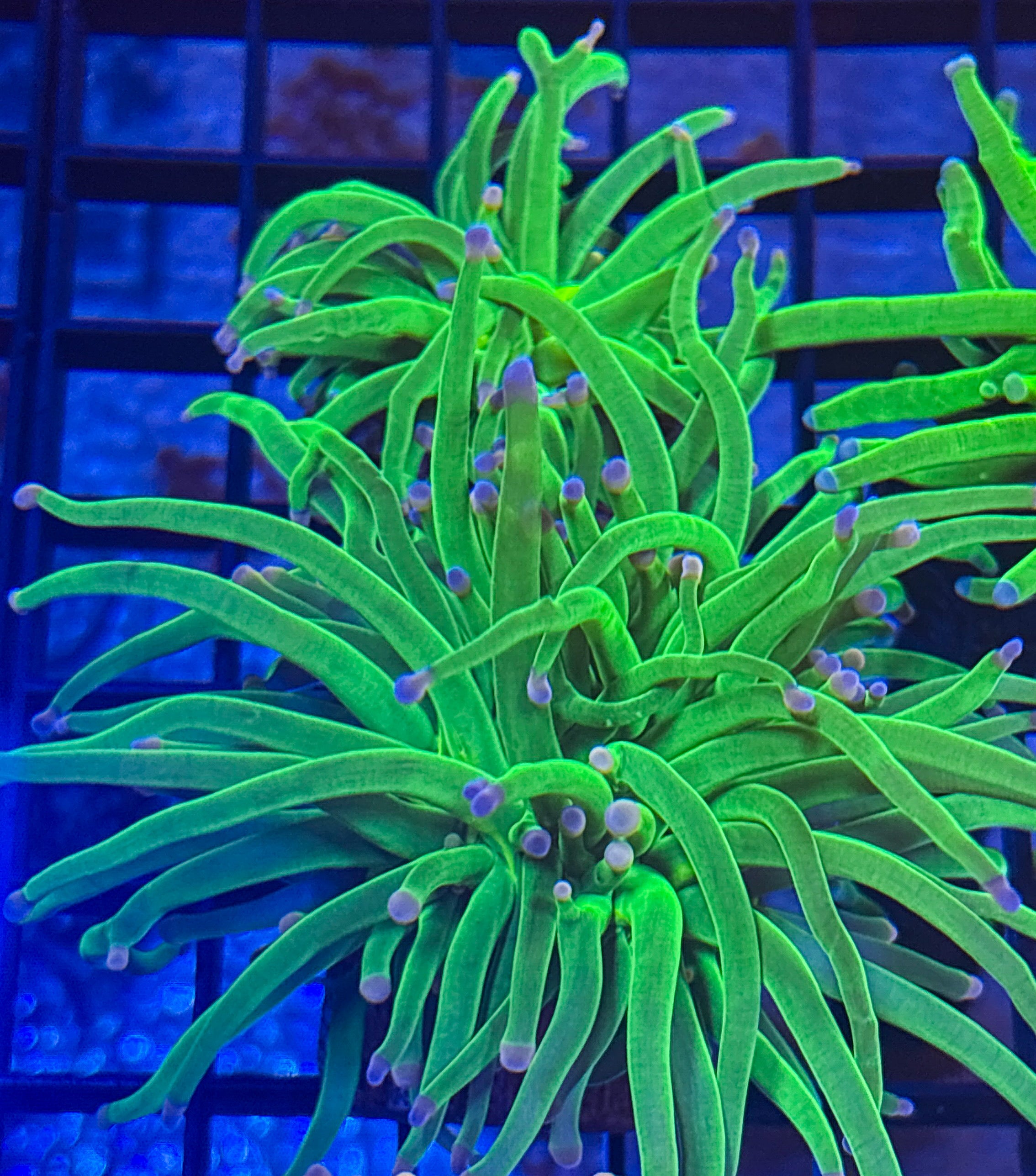 Kryptonite Cotton Candy Torch