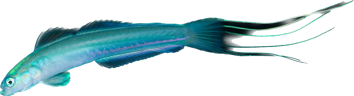 Blue Lyretail Dartfish