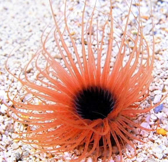 Tube Anemone - Ultra Orange & Purple Centre