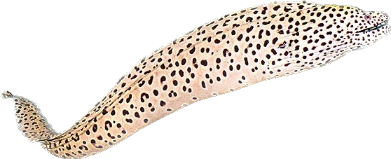 Blackspotted Morray Eel  L