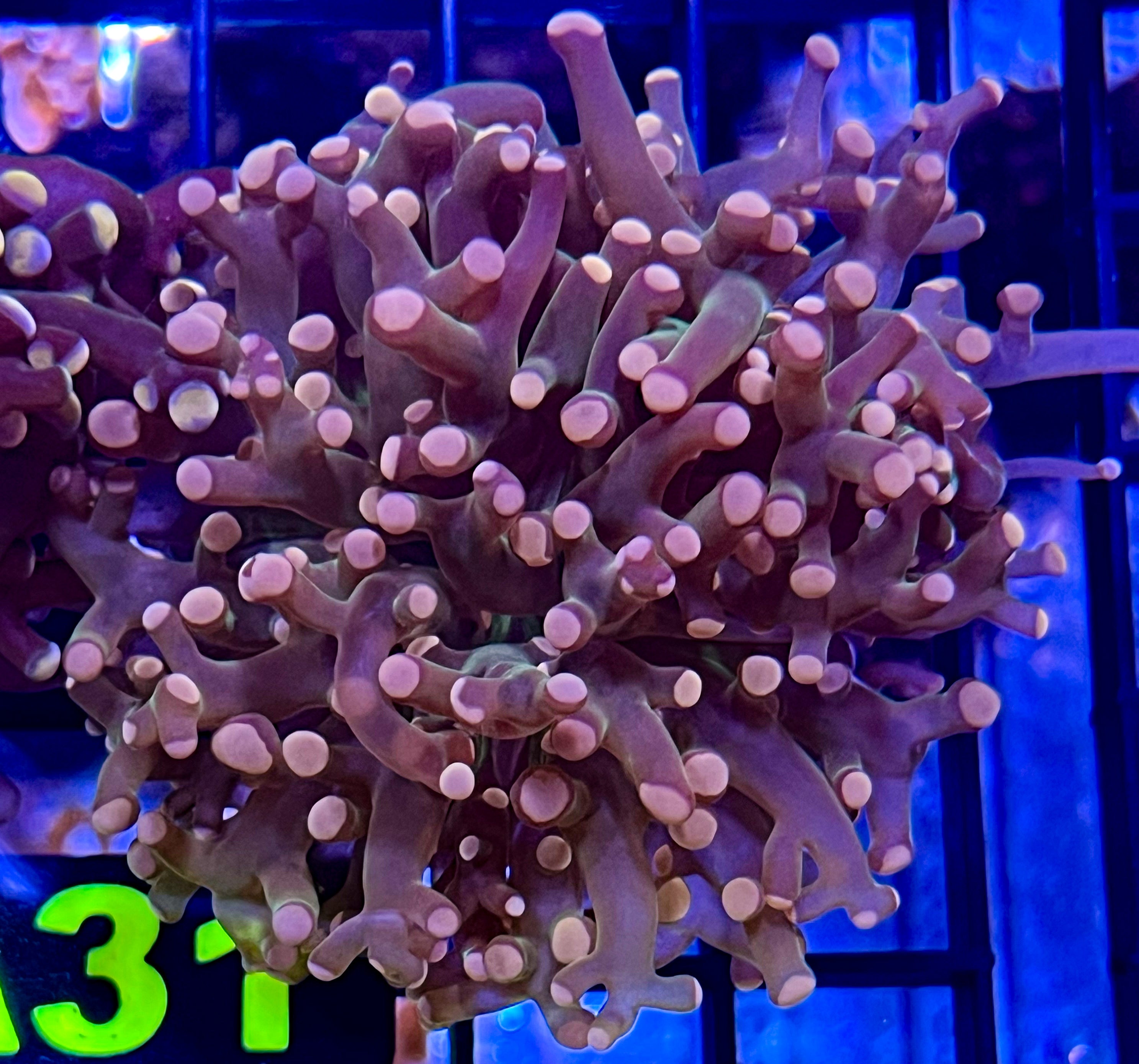 Octospawn - Orange with Green