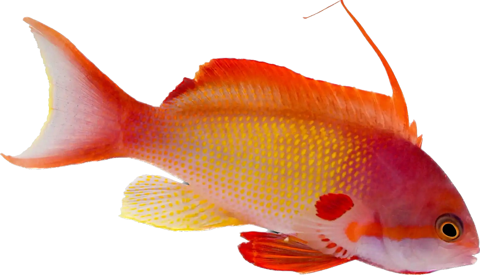 Lyretail Anthia Male
