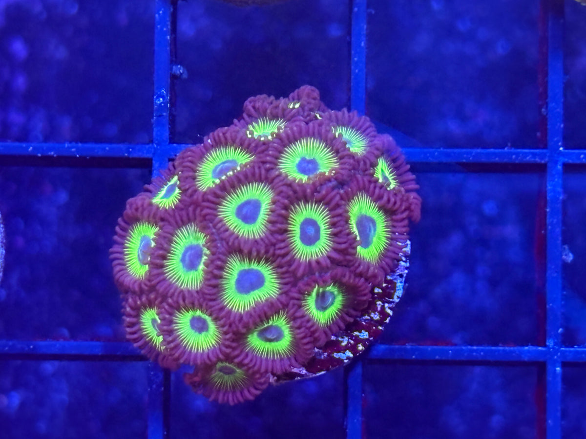 Tidal Gardens Bob Marley Zoa Frag