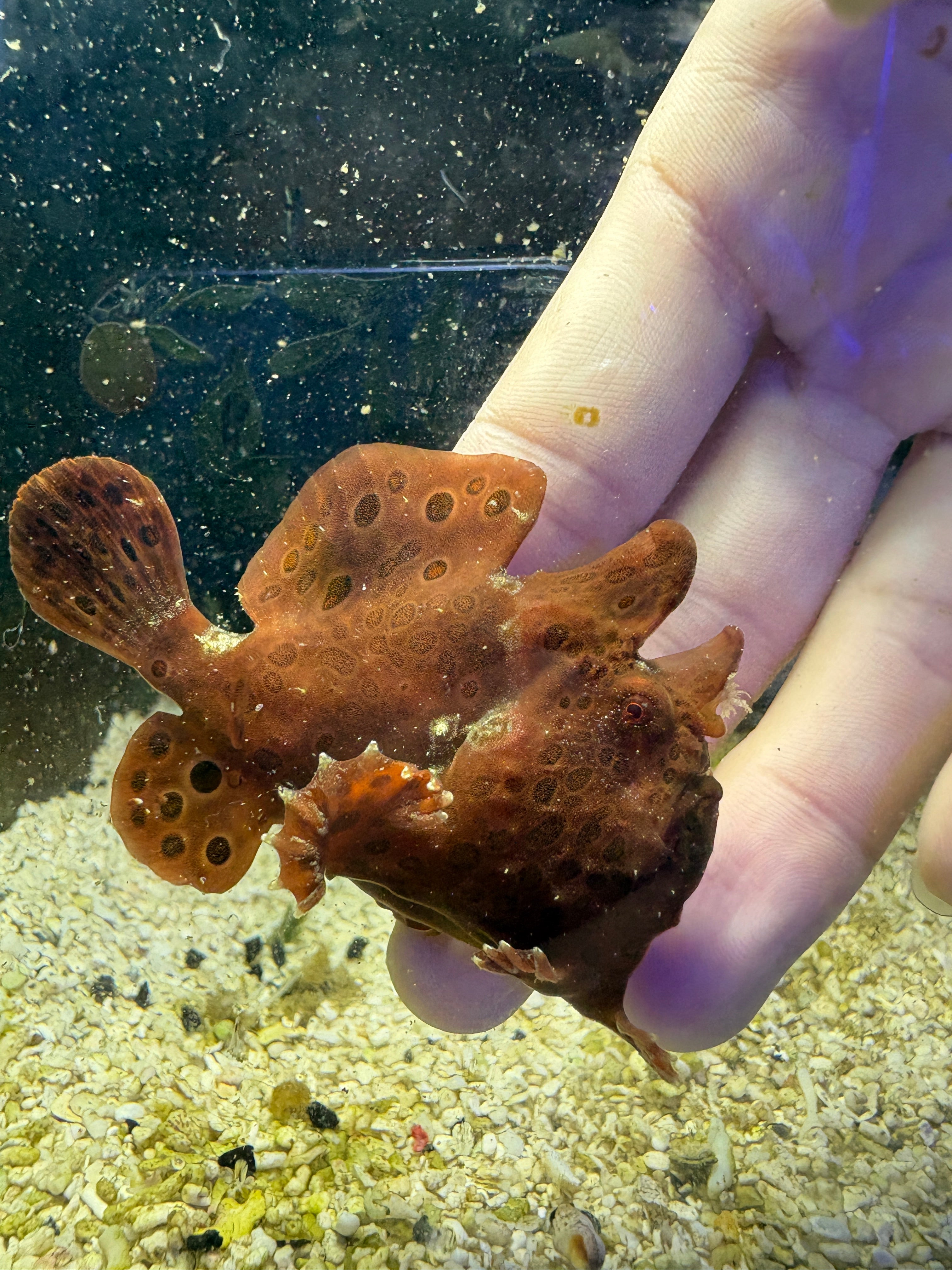 WYSIWYG Frogfish #6