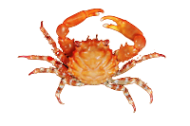 Red Emerald Crabs