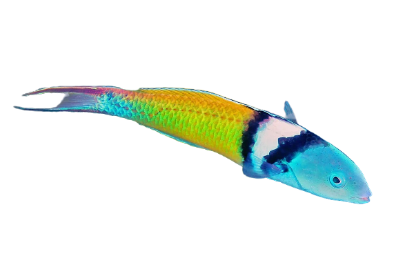Blue Headed Wrasse