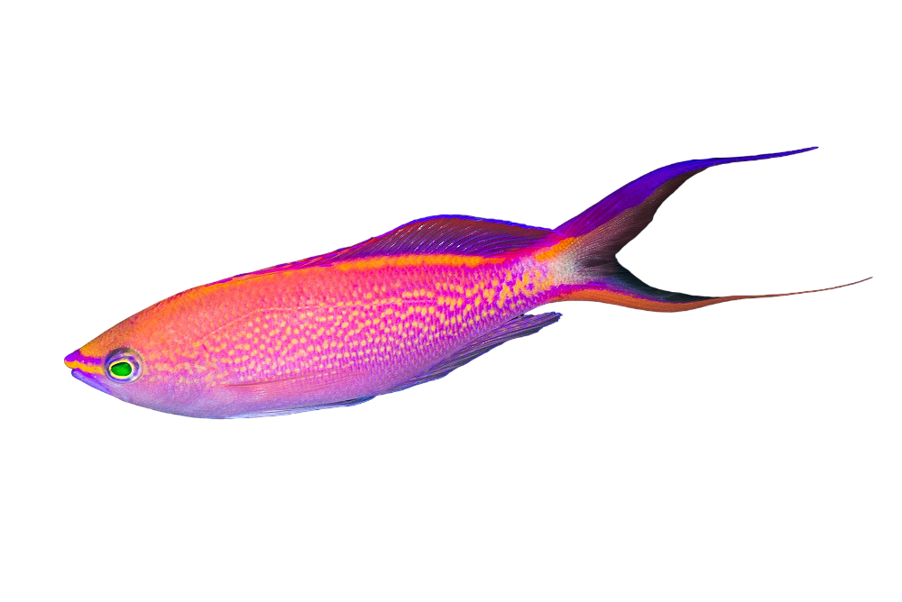 Princess Anthia Male