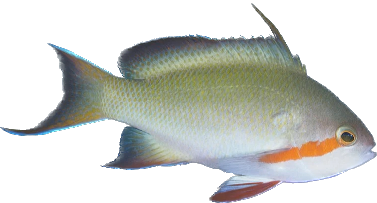 Red Cheeked Anthia Male L