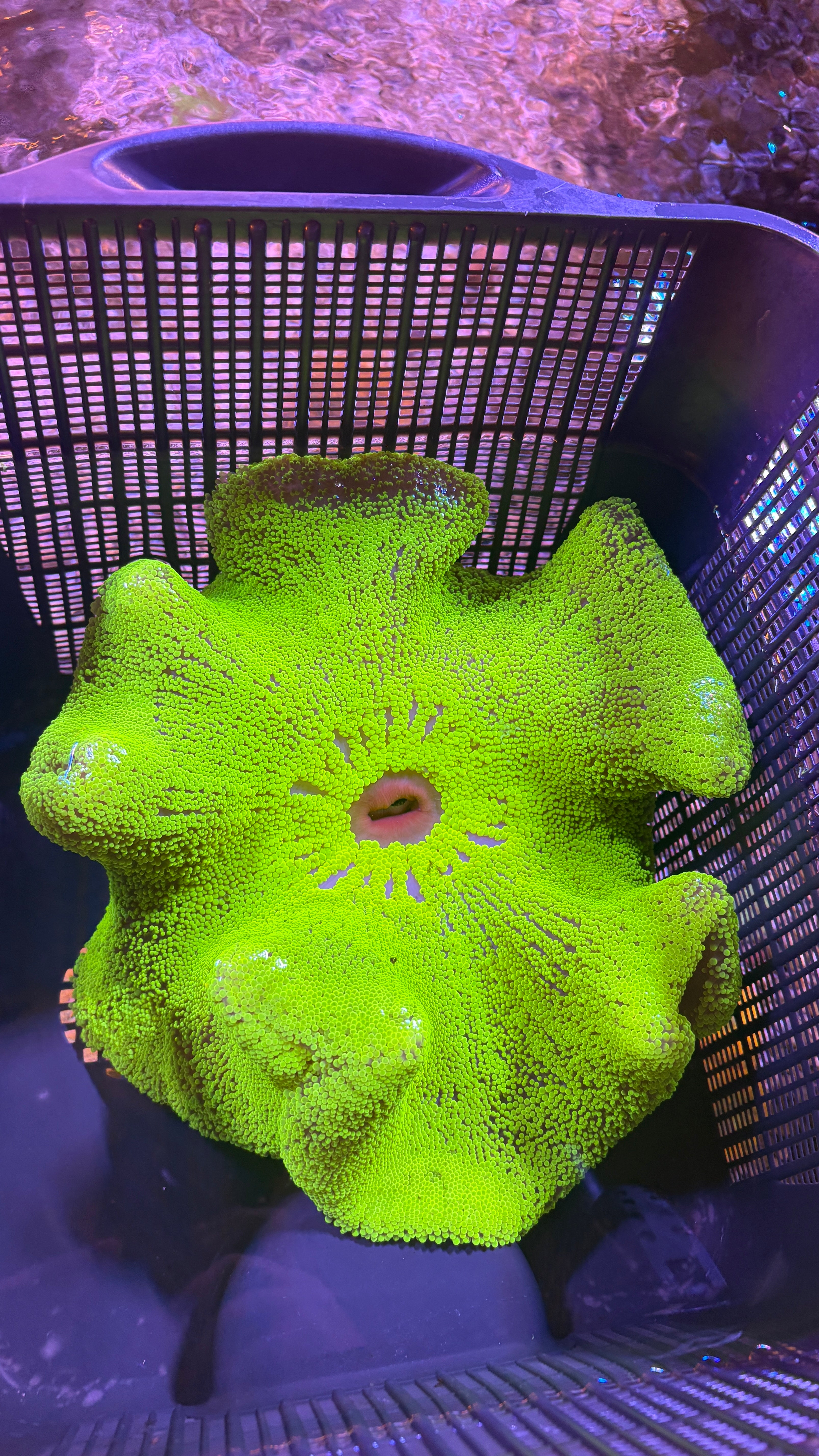 WYSIWYG Anemone #4