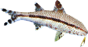 Freckled Goatfish ML