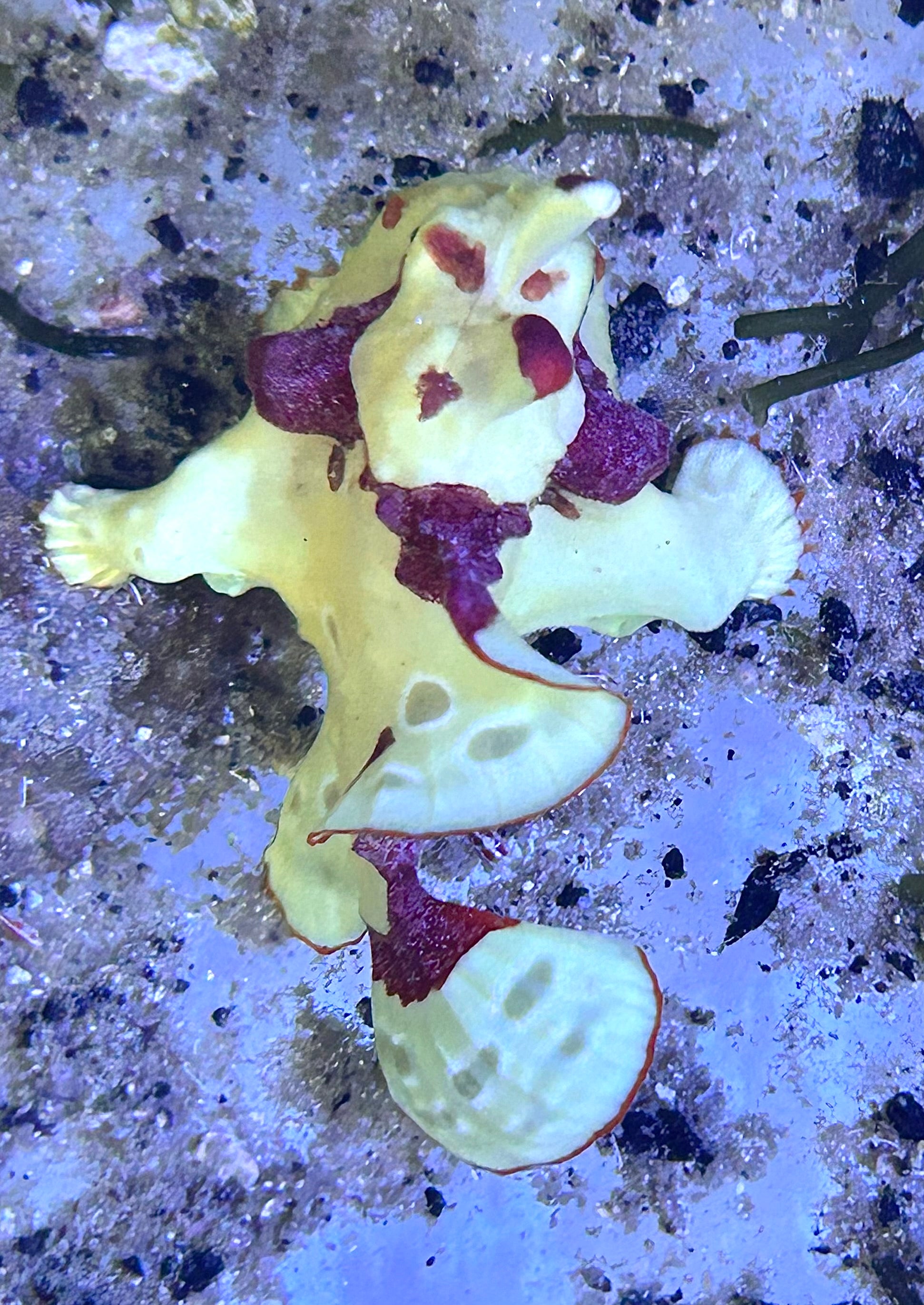WYSIWYG Frogfish #3