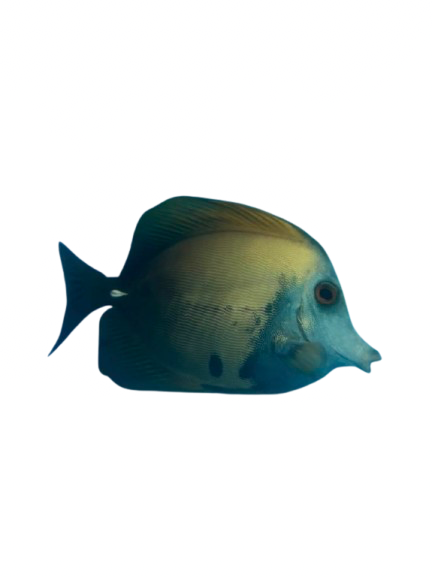 Aberrant Scopas Tang