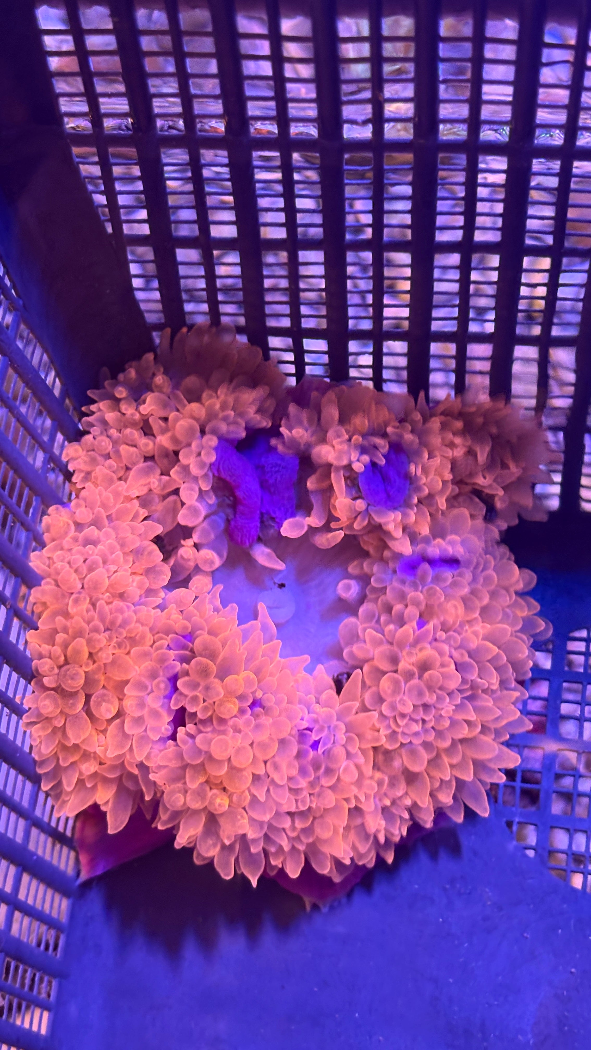 WYSIWYG Anemone #1