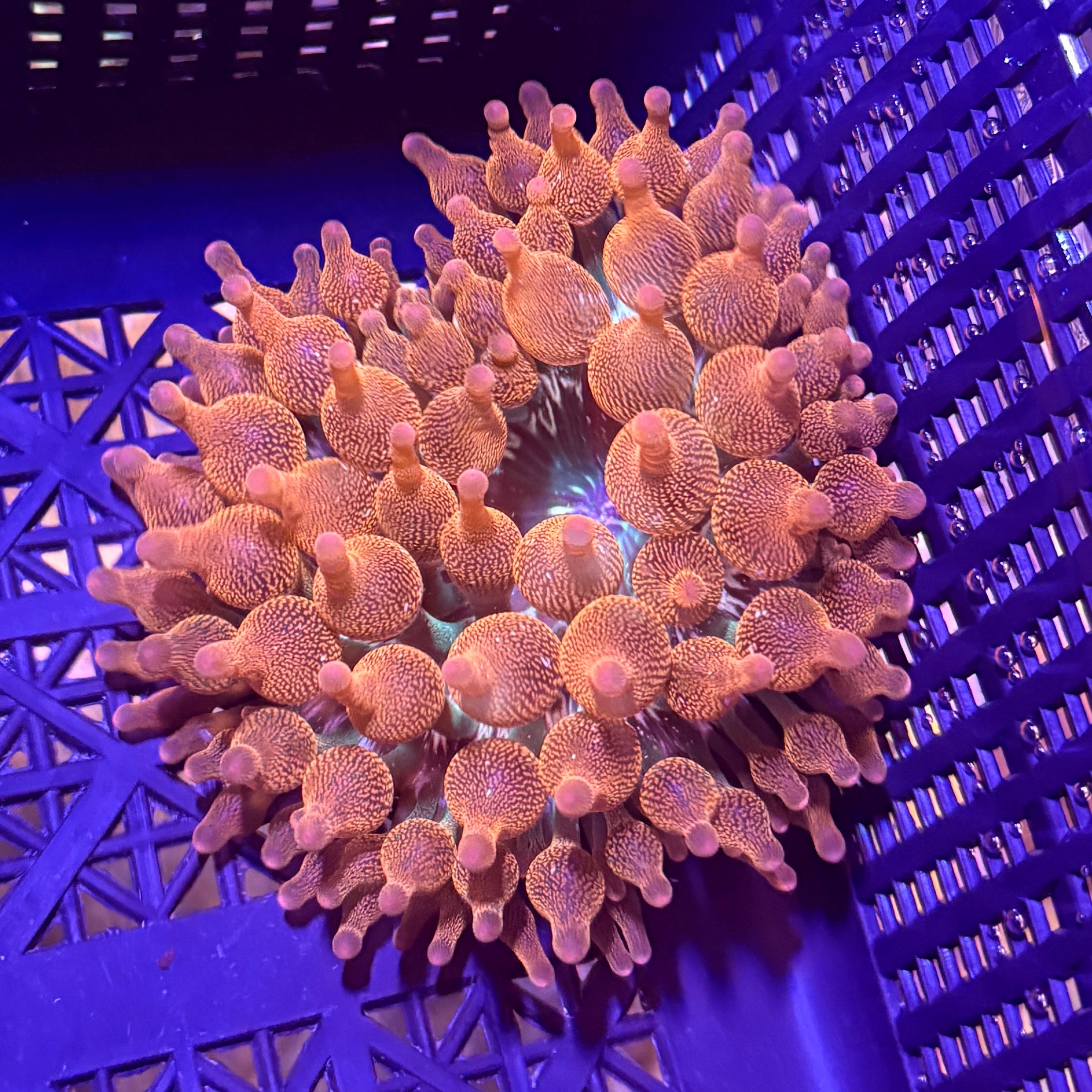 WYSIWYG Anemone #3